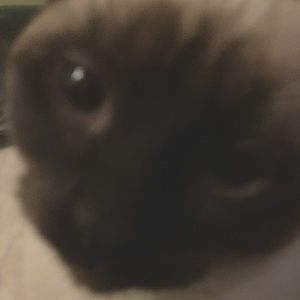 Meet your Posher, Addison